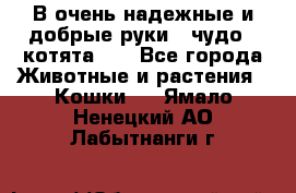 В очень надежные и добрые руки - чудо - котята!!! - Все города Животные и растения » Кошки   . Ямало-Ненецкий АО,Лабытнанги г.